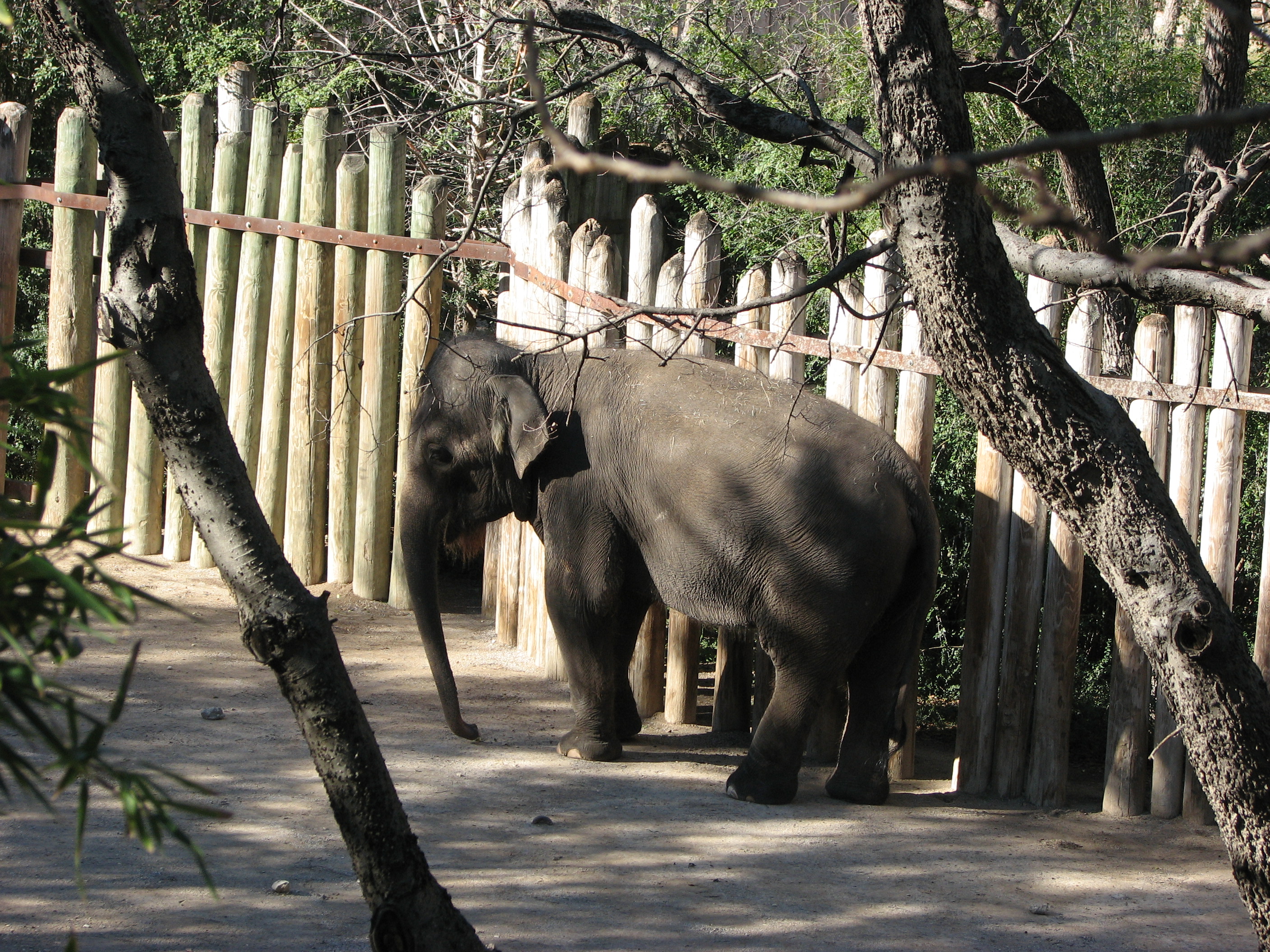 Fort Worth Zoo Animals Elephant seconews.org